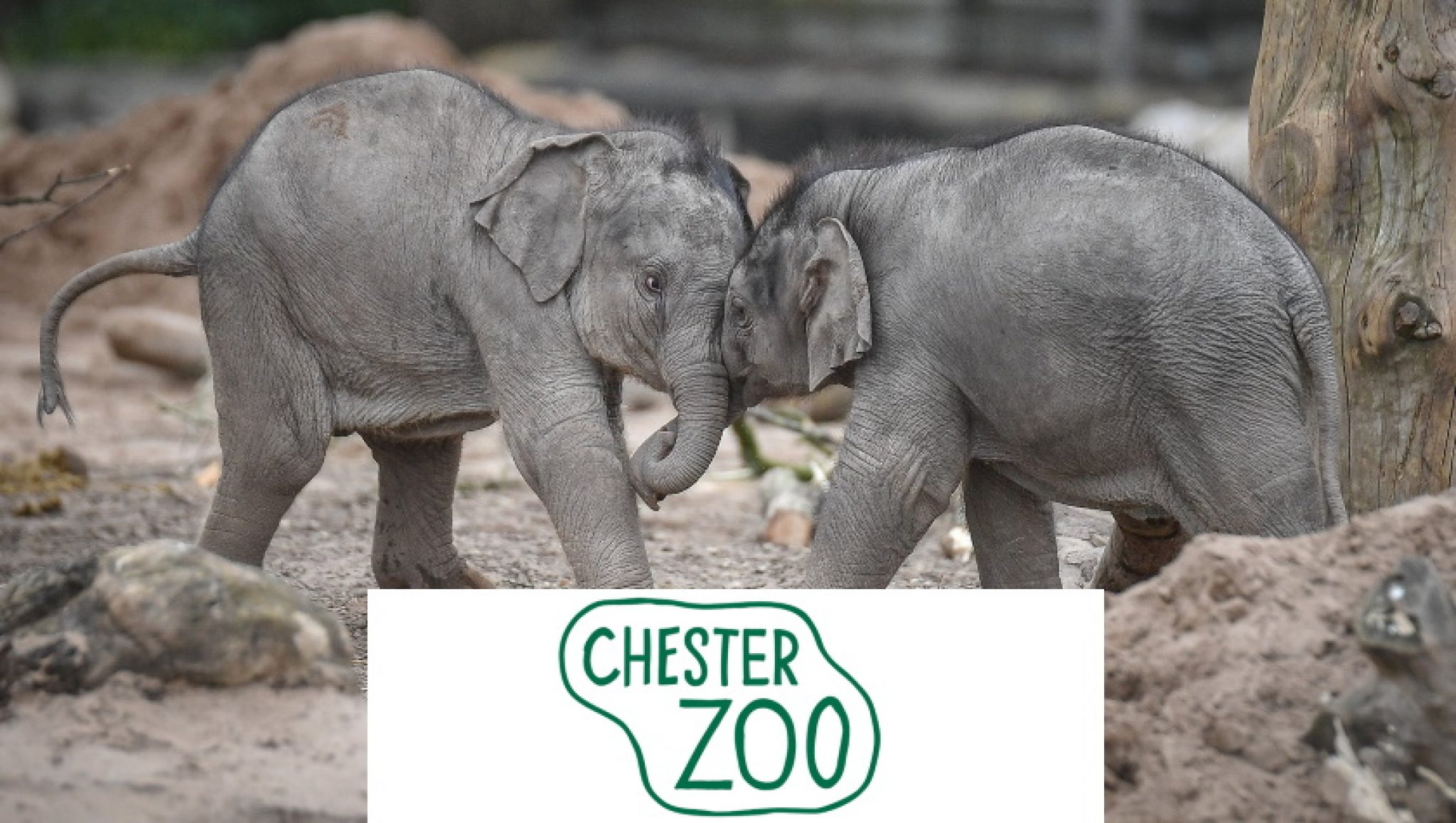 nhs-staff-get-discount-at-chester-zoo